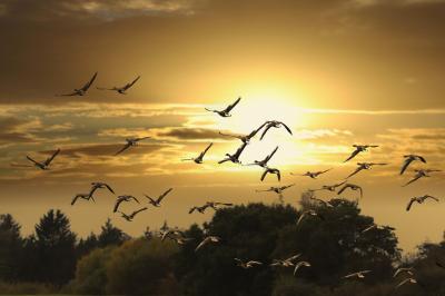Photograph of geese migrating with the sun setting in the background