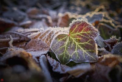 Photograph of a pile of maple leaves with frost on them