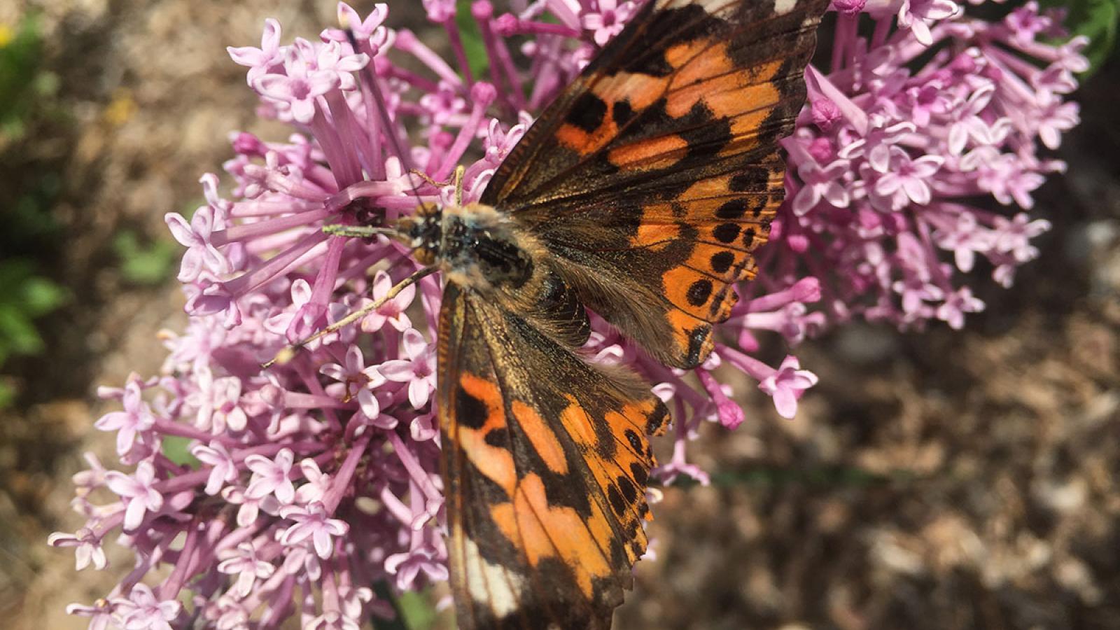 Photograph of a released Painted Lady butterfly on a lilac after the completion of our WOW Insect Unit