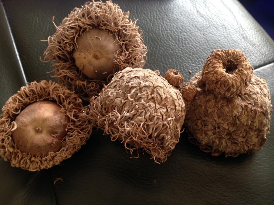 Photograph of a handful of bur oak acorns 