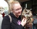 Photograph of Rebecca glove-training a Great Horned Owl