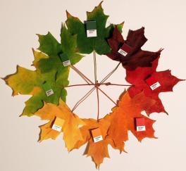 Photograph of changing maple leaves from green all the way to yellow