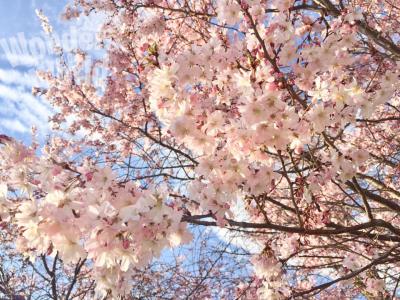 Photograph of a flowering dogwood tree. 