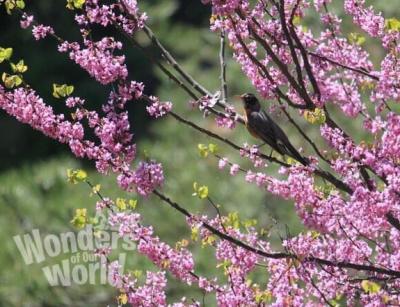 Photograph of an American Robin perched on a tree in full bloom outside in a forest habitat