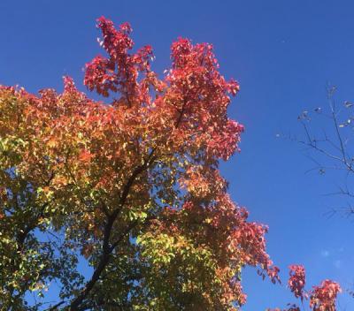 Photograph of a tree changing colors for fall. Green, orange, and red leaf colors are shown here.