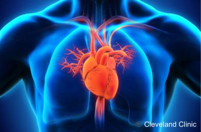 Image of the human's circulatory system which shows the heart, veins, and arteries in the chest portion of the body.
