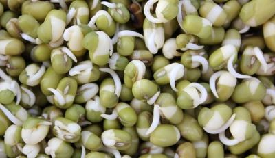 Photograph of mung bean sprouts