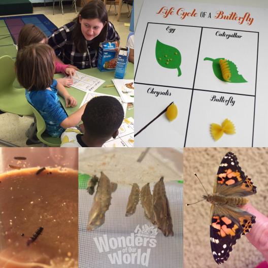 Collage of photos reated to the life cycle of a butterfly activity: photo of kindergarten kids participating in the activity and then pictures of caterpillars, chrysalis, and butterfly